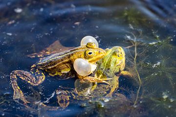 L'amour des grenouilles sur Paul Veen