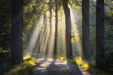 Zonnestralen tussen de bomen van Plantloon