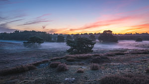 Frühnebel in der Westruper Heide