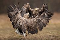 White-tailed Eagle dancing