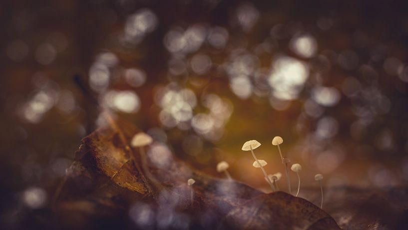 Paddenstoelen op beukenblad van Carolina Roepers