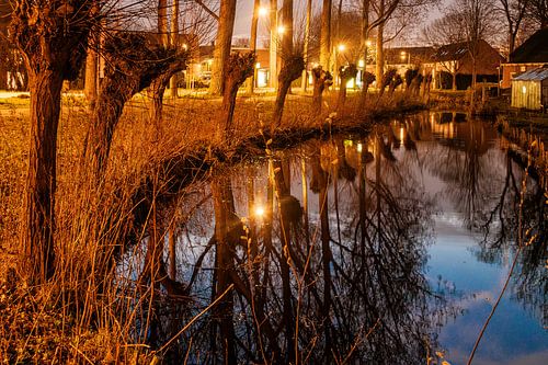 Knotwilgen langs het water van de Ditlaar bij avond