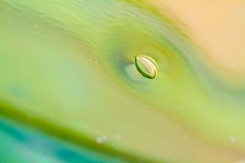 Drops of Venus - dromerige abstracte foto