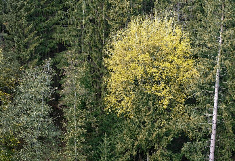 Herbst von Mario Creanza
