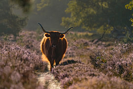 Scottish Highland cow on the heath by Gonda Versteeg