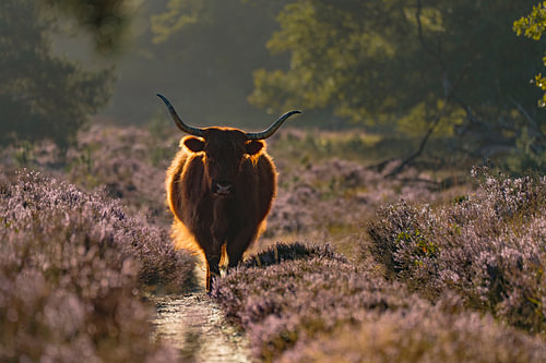 Schotse Hooglander op de hei