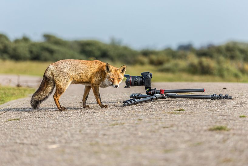 fotografie vos  van Robin Smit