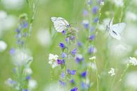 Schmetterlinge in einem Blumenfeld. Groß geadert weiß. von Marianne Jonkman Miniaturansicht
