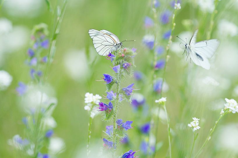 Schmetterlinge in einem Blumenfeld. Groß geadert weiß. von Marianne Jonkman