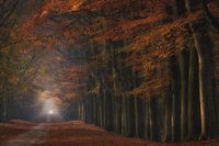 Magic forest