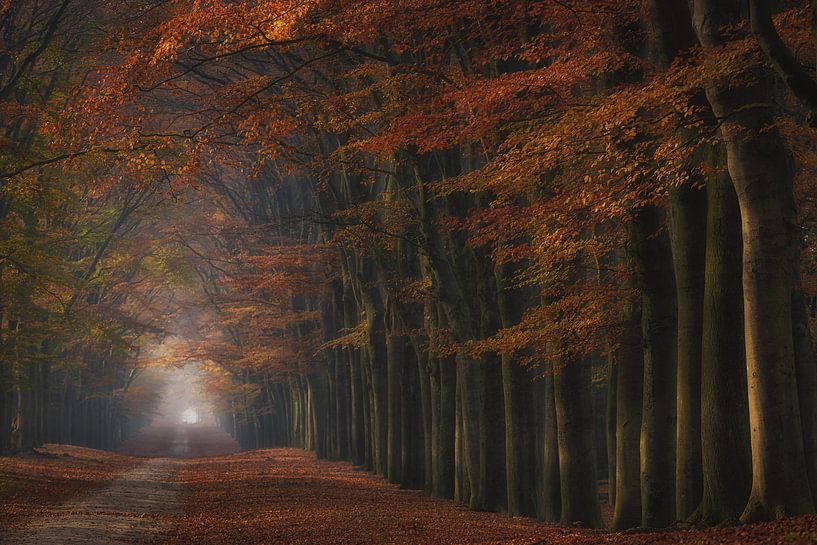 Forêt magique par Arjen Noord