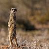 Suricate à l'affût sur John Stijnman