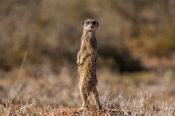 Meerkat on the lookout by John Stijnman