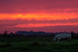 Schaap tijdens vuurrode zonsondergang van Niels Punter