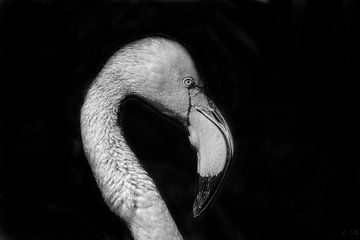 Flamingo zwart wit
