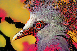 A colourful photograph of a crowned pigeon, where indigo and twilight meet by Hauwert Photography