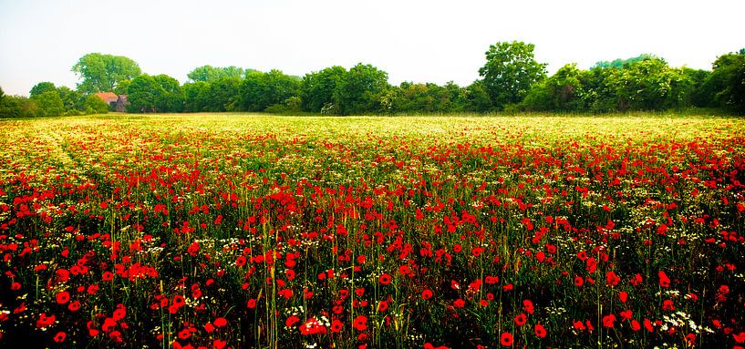 poppy field by Paul Noordover