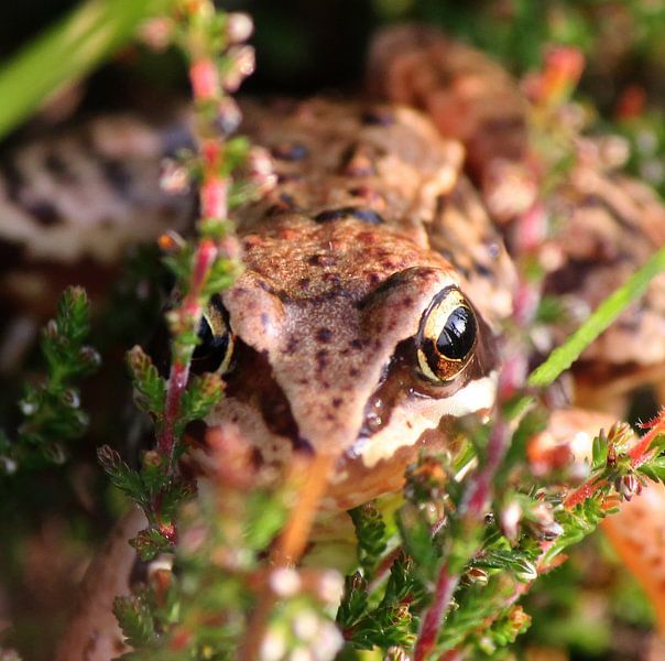 Camouflage ! Common Frog von Roel de Vries