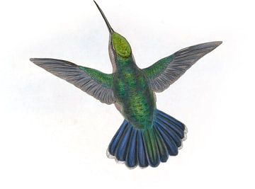 Sabre-Wing van Villavicencio, John Gould van Hummingbirds