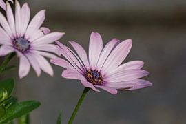 Bloem von Andries de Lange