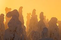 Snowy treetops at sunset by Martijn Smeets thumbnail