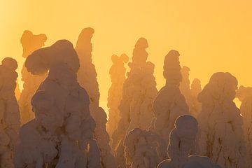 Verschneite Baumkronen bei Sonnenuntergang von Martijn Smeets