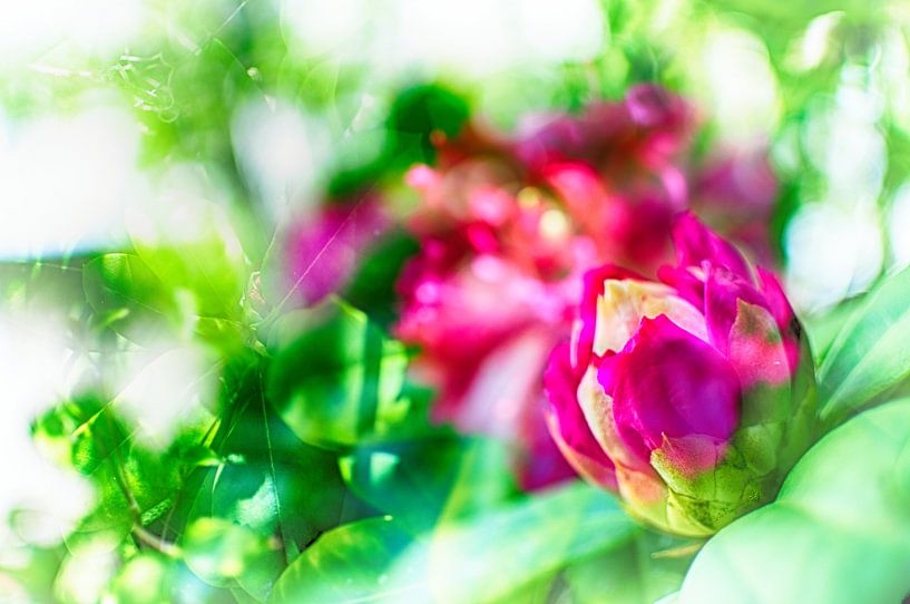Rhododendron by Erik Reijnders