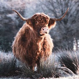 Hiver écossais des Highlands sur Tineke Oving