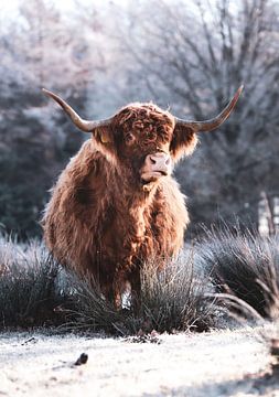 Schotse Hooglander winter van Tineke Oving