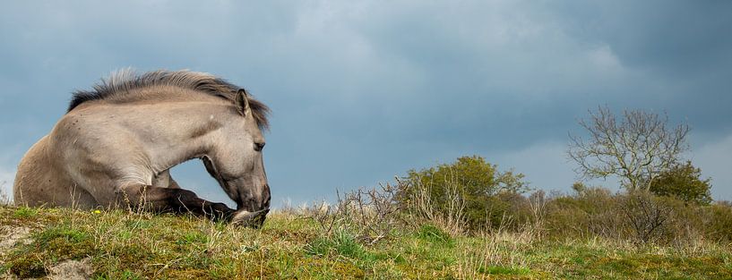 Cheval Konik, Meijendel, Hollande par Jan Fritz