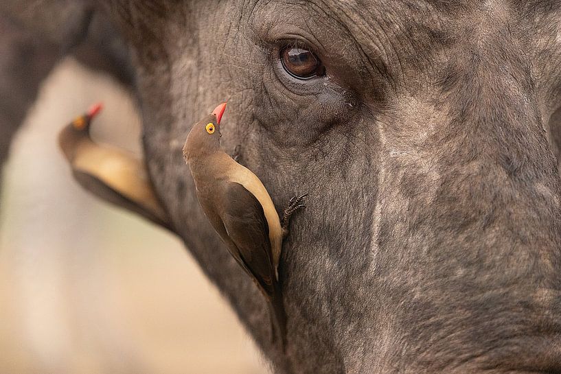 Buphagus en buffels van Joan Gil Raga