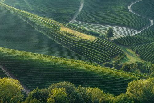 Zonsondergang Licht op Barbaresco's Terrassenwijngaarden in Langhe regio