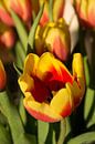 Tulpen von Mark Scholten Miniaturansicht