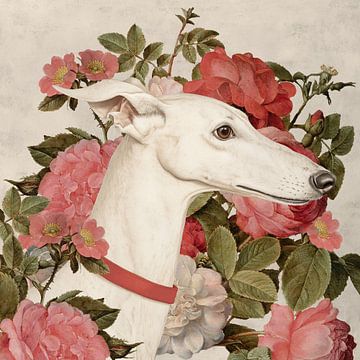 the Greyhound by Marja van den Hurk