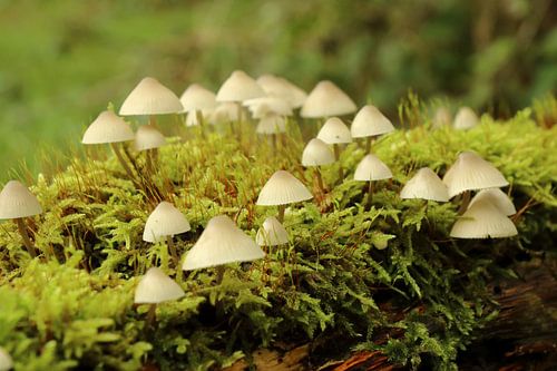 Pilze auf Baumstamm mit Moos