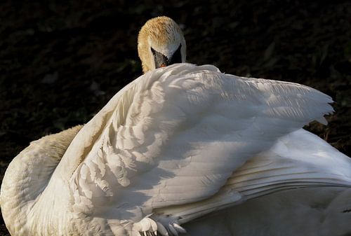 Weißer Schwan, Höckerschwan