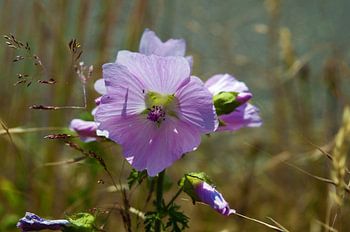 Grote Roze Schoonheid 