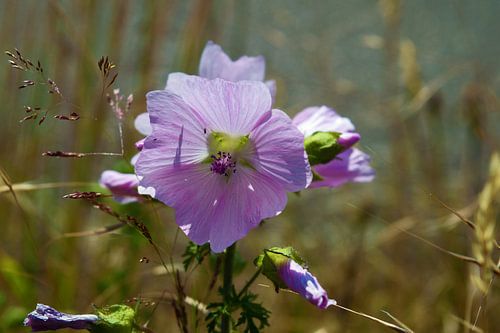 Grote Roze Schoonheid 