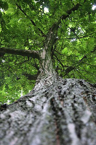 Groene kathedraal – omhoog langs de stam