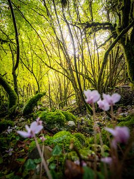 The wild forests of Zagori, Greece by Teun Janssen