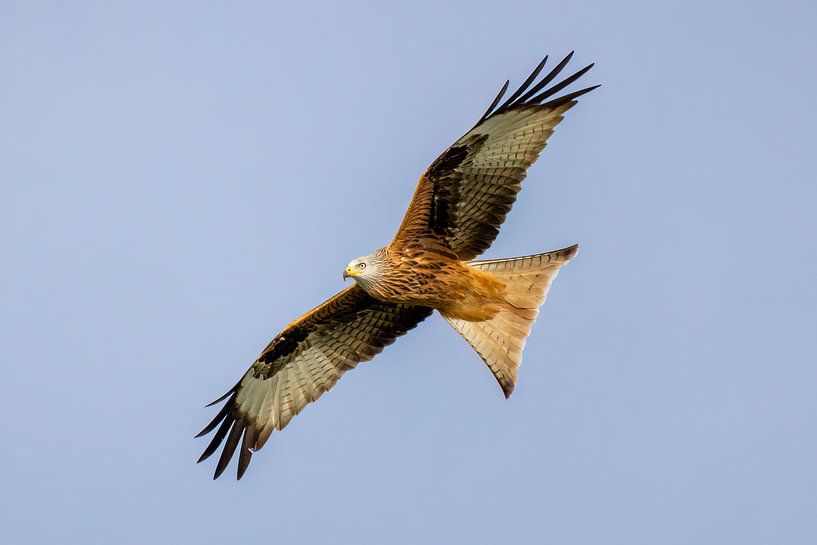Vliegende rode vlieger van Teresa Bauer