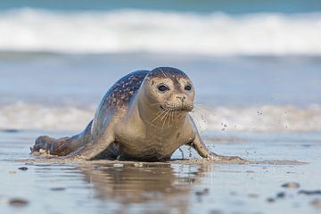 seal in the surf by Kris Hermans
