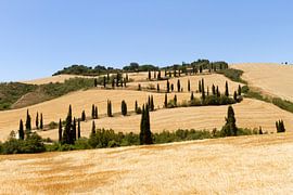 Slingerweg met Cipressen von Marcel van der Voet