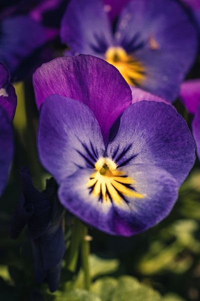 Rathenow &quot;City of Optics by David Krause