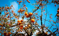 Fruit Tree Full of Khaki
