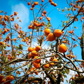 Obstbaum voller Khaki von Hester Liem