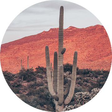 Zonsondergangen en saguaros i, Nathan Larson van Wild Apple