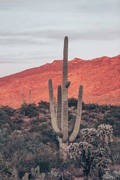 Sunsets and Saguaros I, Nathan Larson by Wild Apple