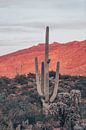 Sunsets and Saguaros I, Nathan Larson by Wild Apple thumbnail