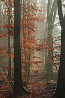 Herfstbos